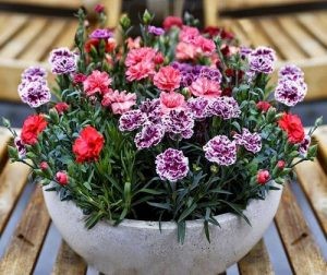 cải tạo hồ cá koi quận 7
