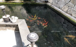 cải tạo hồ cá koi quận 9 _002