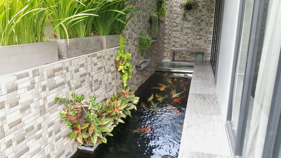 cải tạo hồ cá koi